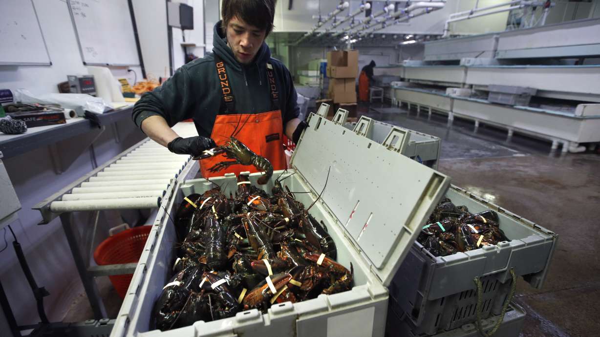 Lobster prices tumble; future is cloudy as exports shut down