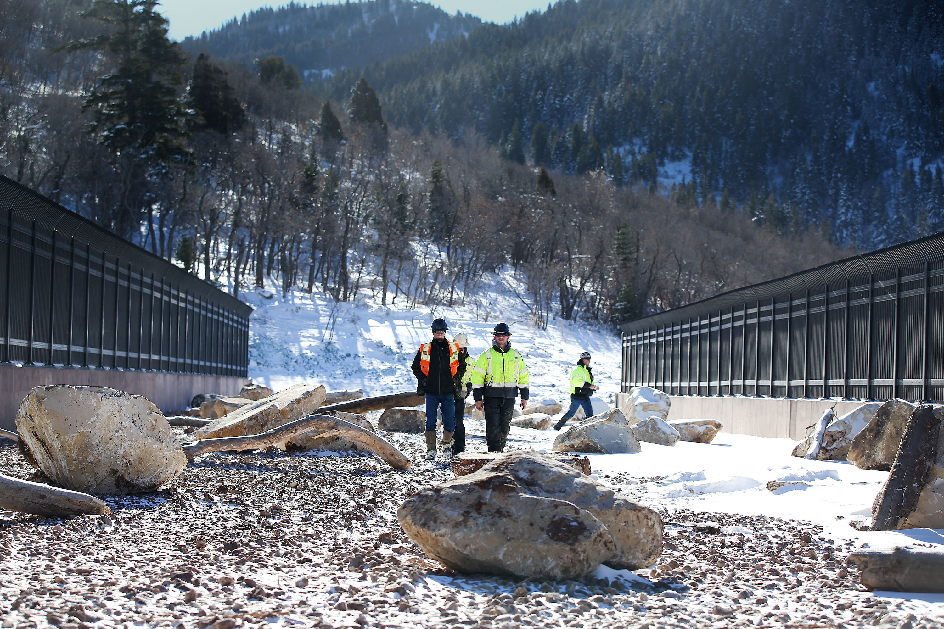 Why engineered wildlife crossings could save your life