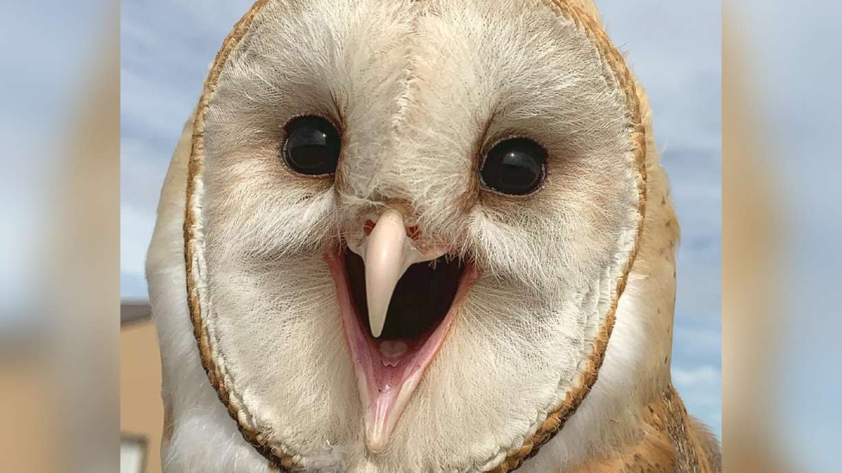 Barn owl hit by car in Magna released with smile that says it all
