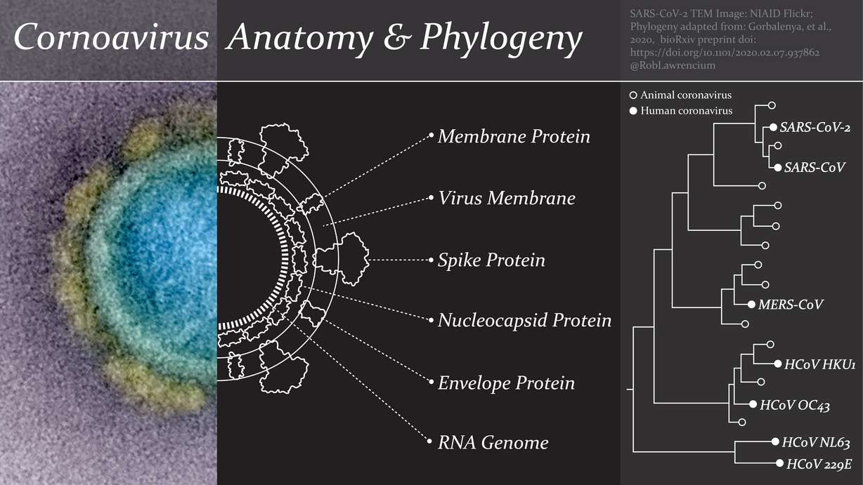 This graphic depicts the basic features of a coronavirus, and the relationship of representative species within the coronavirus family. (Photo: Robert Lawrence, KSL.com Contributor)
