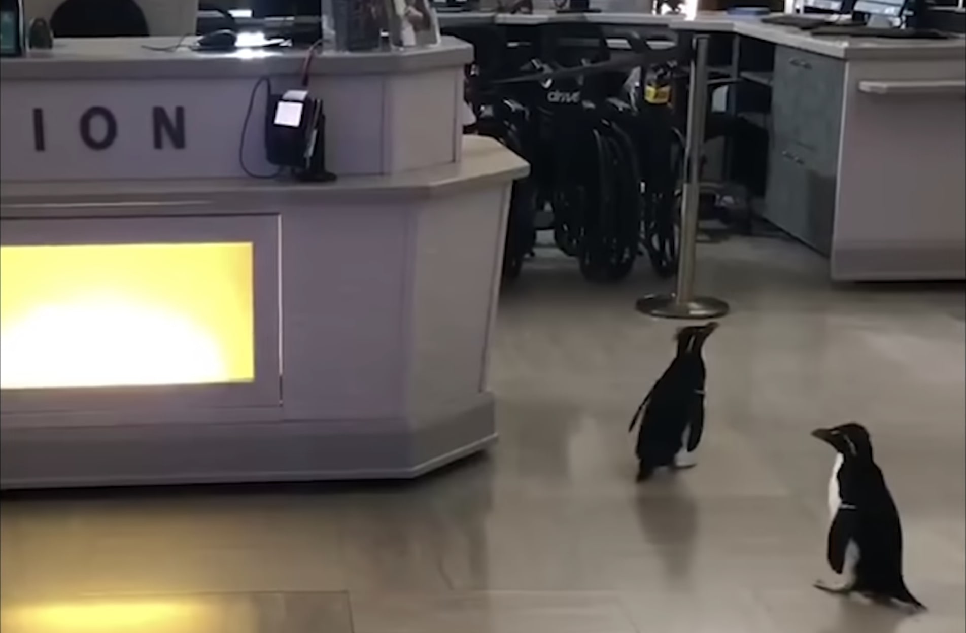 Have You Seen This? Penguins roam around empty zoos