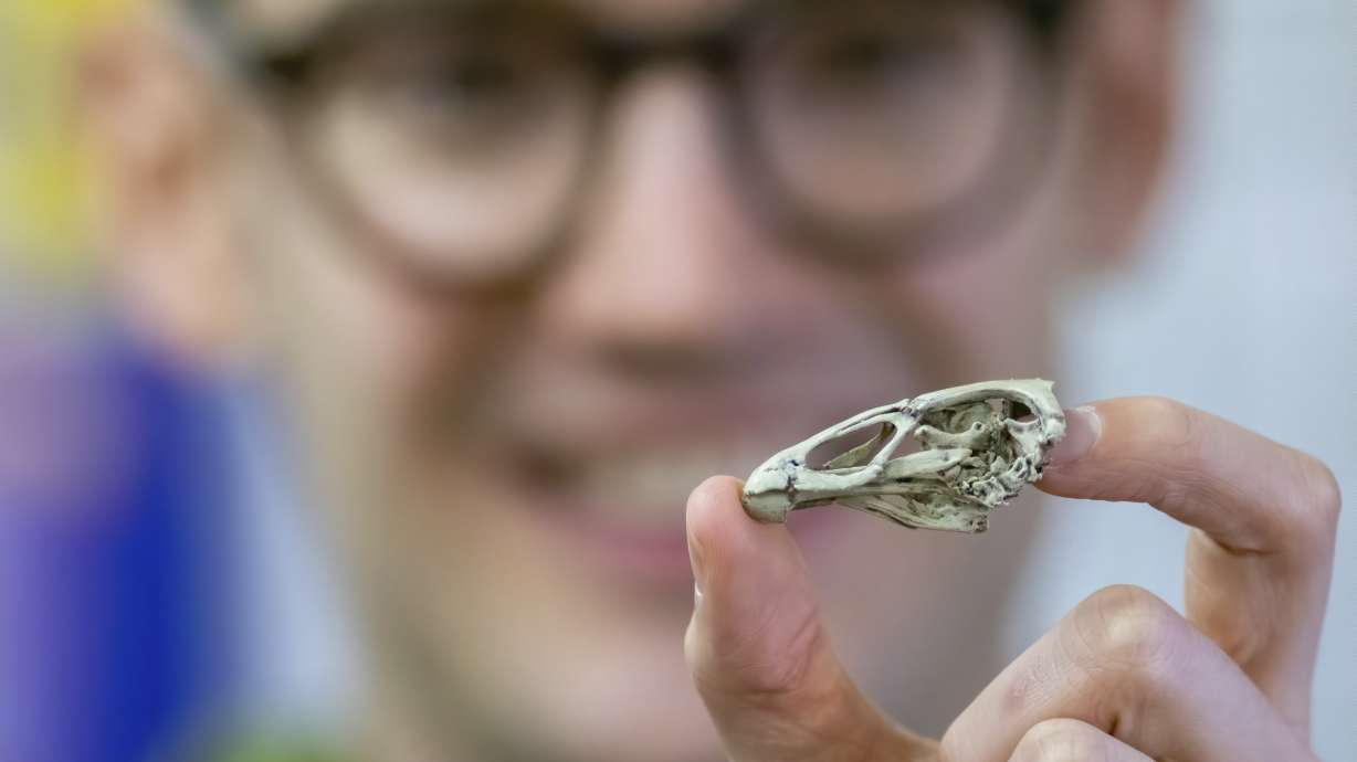 'Wonderchicken' fossil reveals ancestor of today's birds