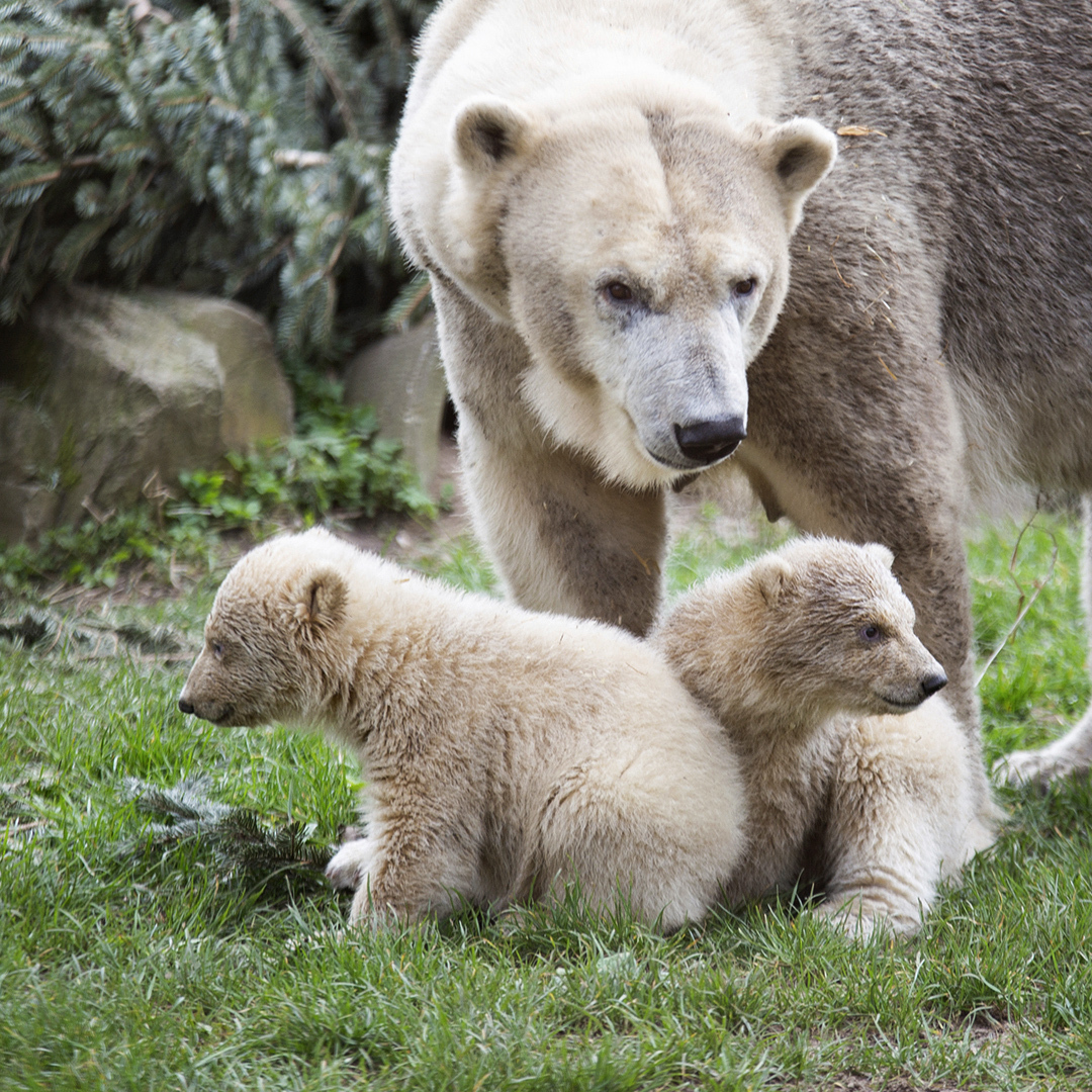 Public debut without public for polar bear cubs at Dutch zoo