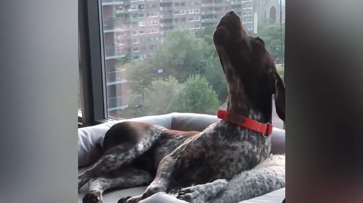 Have You Seen This? Dog harmonizes with "Law & Order" theme song like an opera singer