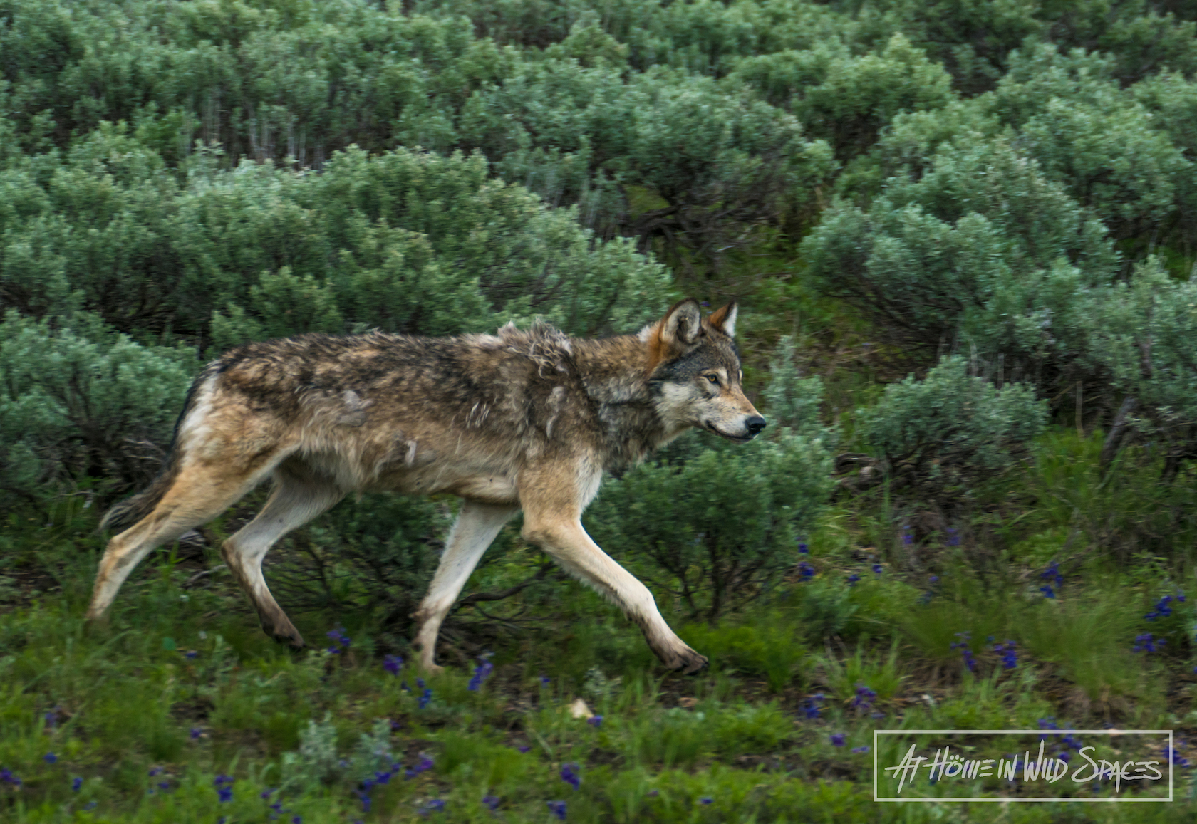 Yellowstone's wolves 25 years after reintroduction: The effects on hunters and human safety