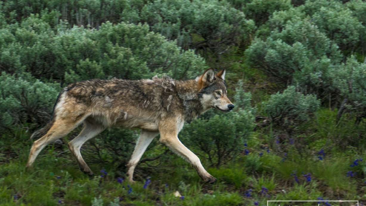 Yellowstone's wolves 25 years after reintroduction: Separating fact from fiction