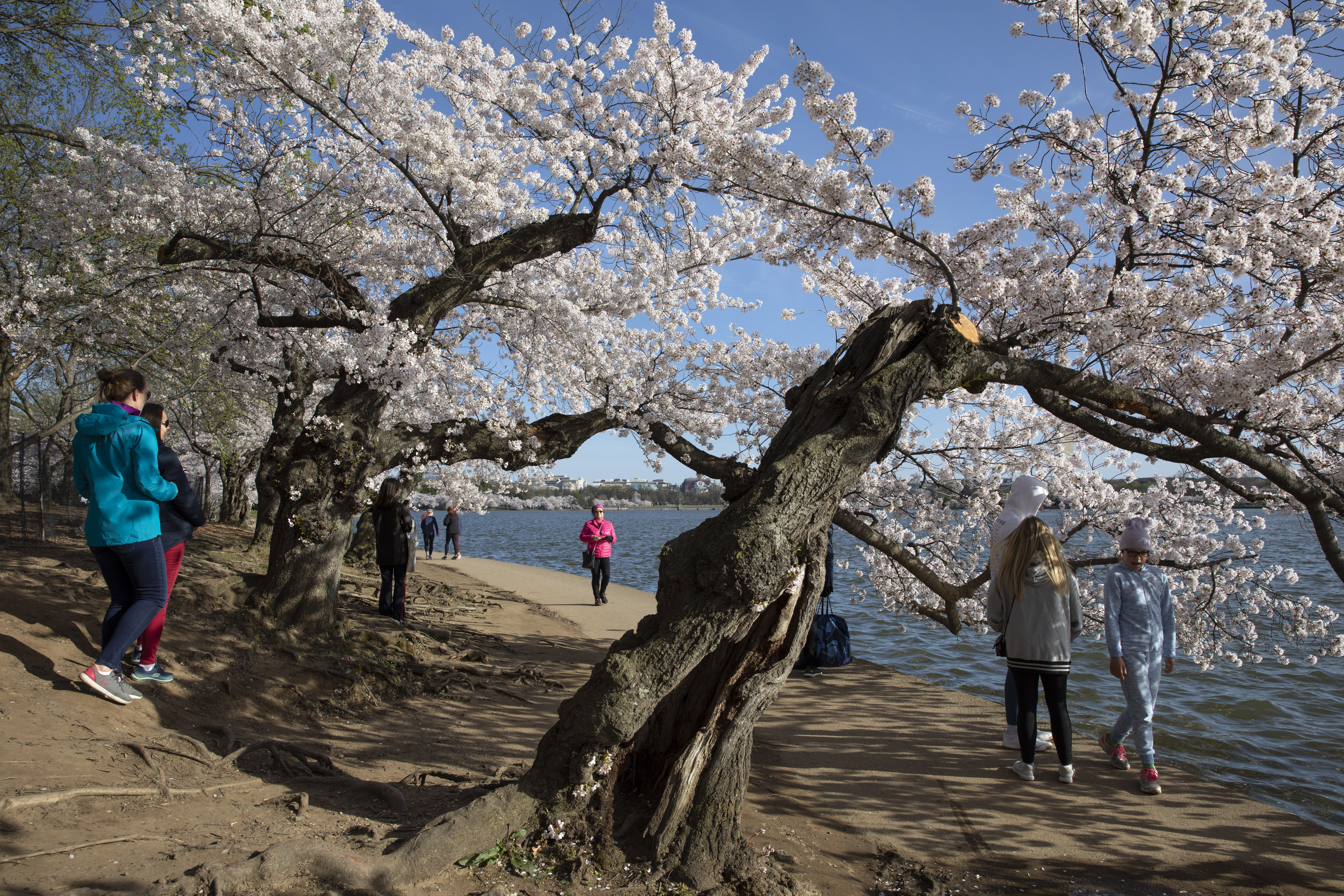 Nations's capital trying to keep crowds from cherry blossoms