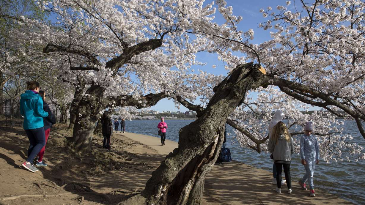 Nations's capital trying to keep crowds from cherry blossoms
