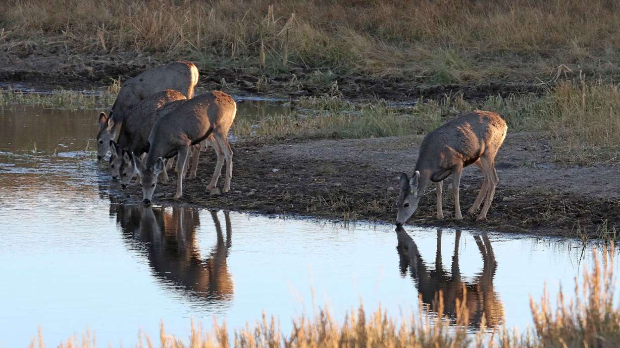 17 cited for trespassing on wildlife management lands, DWR says