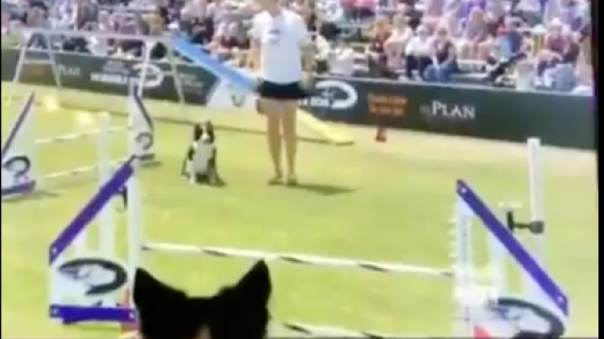 Have You Seen This? Bouncy dog watches herself win sports competition