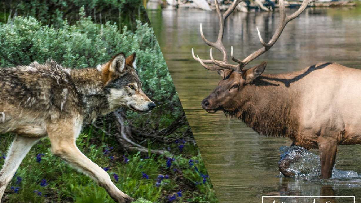 Fact vs. fiction: The effect wolves have on Yellowstone's game animals, ecology