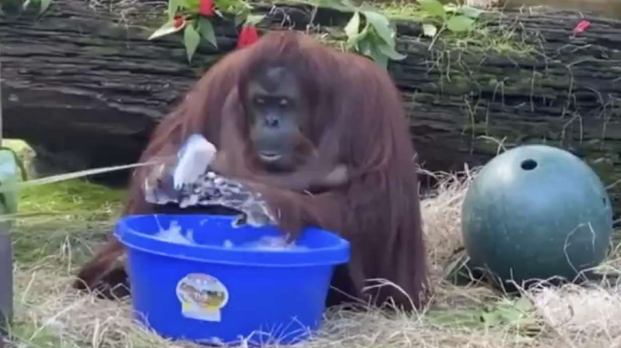 Have You Seen This? Sandra the orangutan washes her hands like a pro