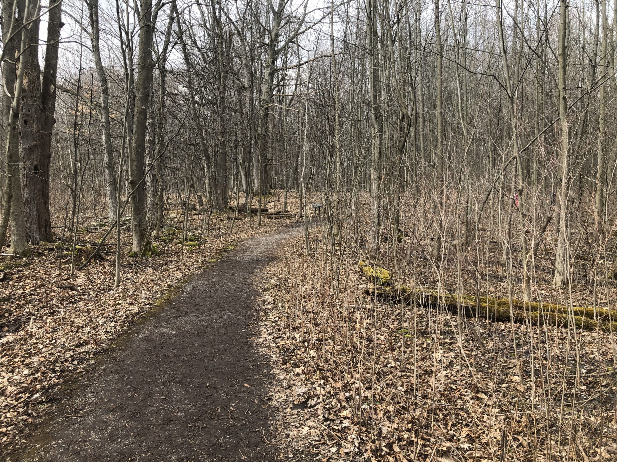 A path into the Sacred Grove as seen on March 13, 2020. (Photo: Mary Richards, KSL NewsRadio)