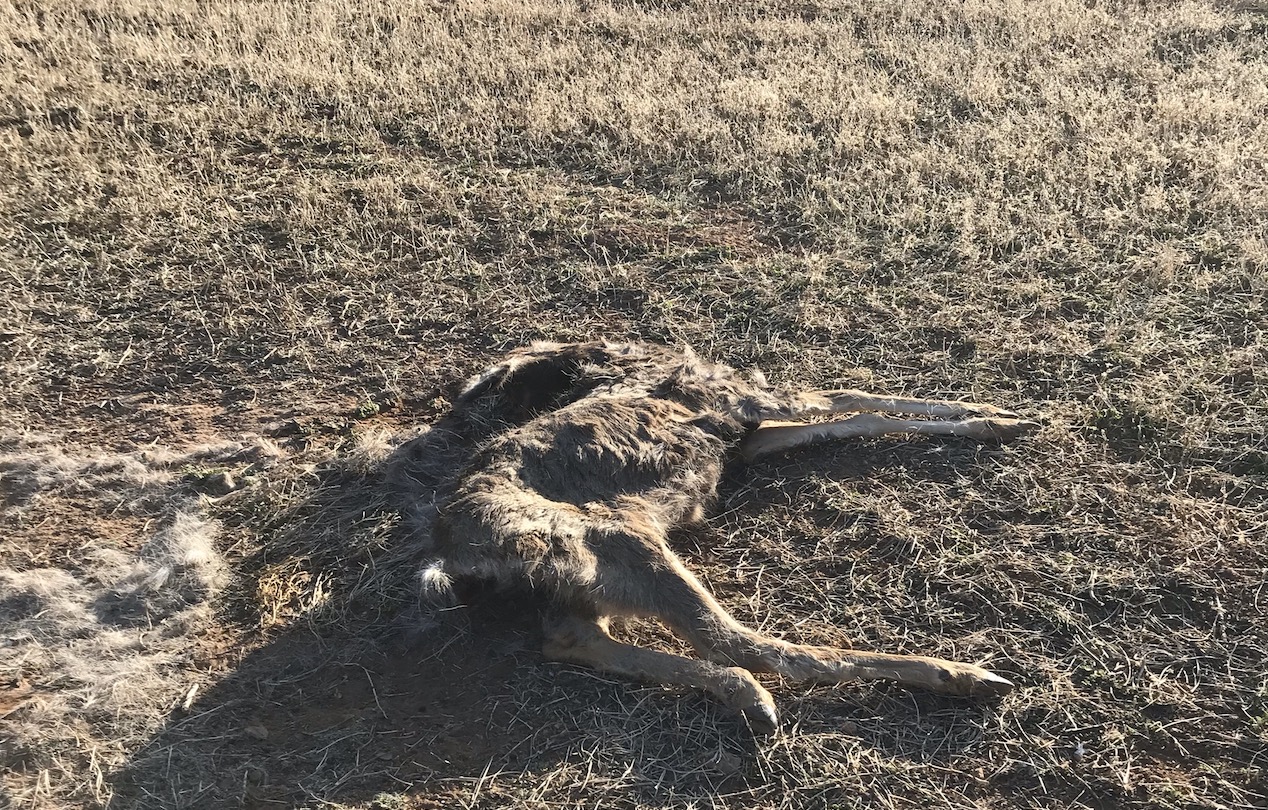 8 deer poached in rural Utah over the past few months, DWR says