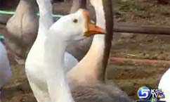 Animals Become Family Friends at Utah Sanctuary