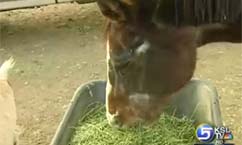 Animals Become Family Friends at Utah Sanctuary