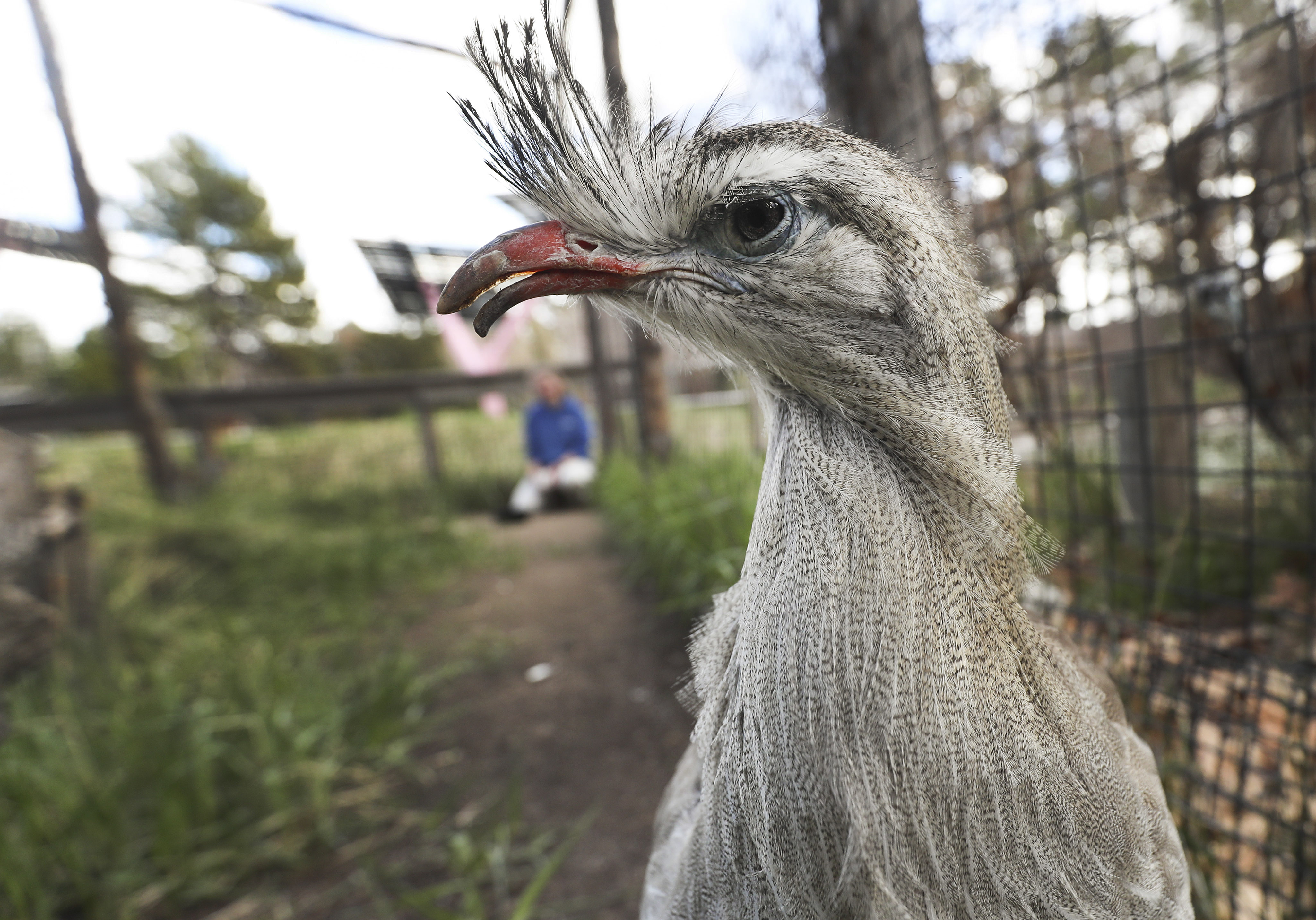 A red-legged seriema is fed by Bliss Capener at Tracy Aviary in Salt Lake City on Thursday, April 2, 2020. The facility's operating expenses continue as it works to keep the birds fed and cared for. Young Living is working to help the aviary with fundraising through sales of some special edition products as well as direct contributions. (Jeffrey D. Allred, KSL)