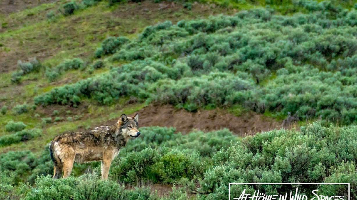 Yellowstone's Wolves 25 years after reintroduction: The effects on ranchers