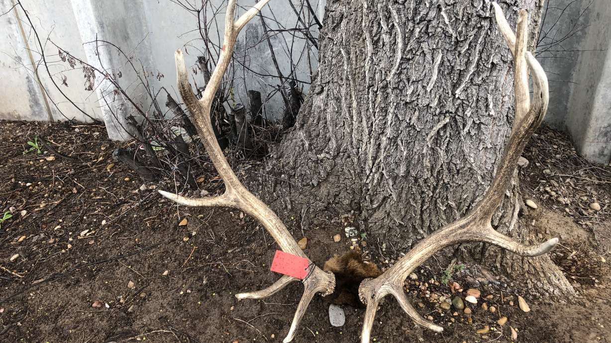 Idaho woman faces felony charge in Summit County poaching case