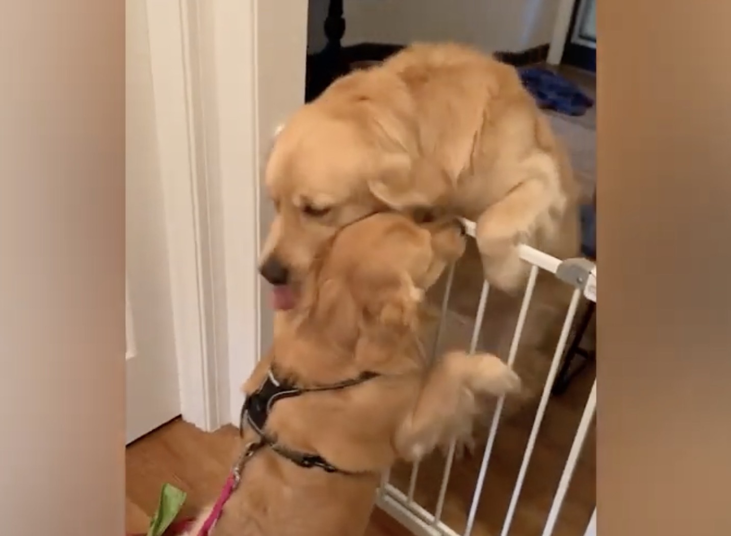 Have You Seen This? Doggy best friends show us our post-coronavirus future