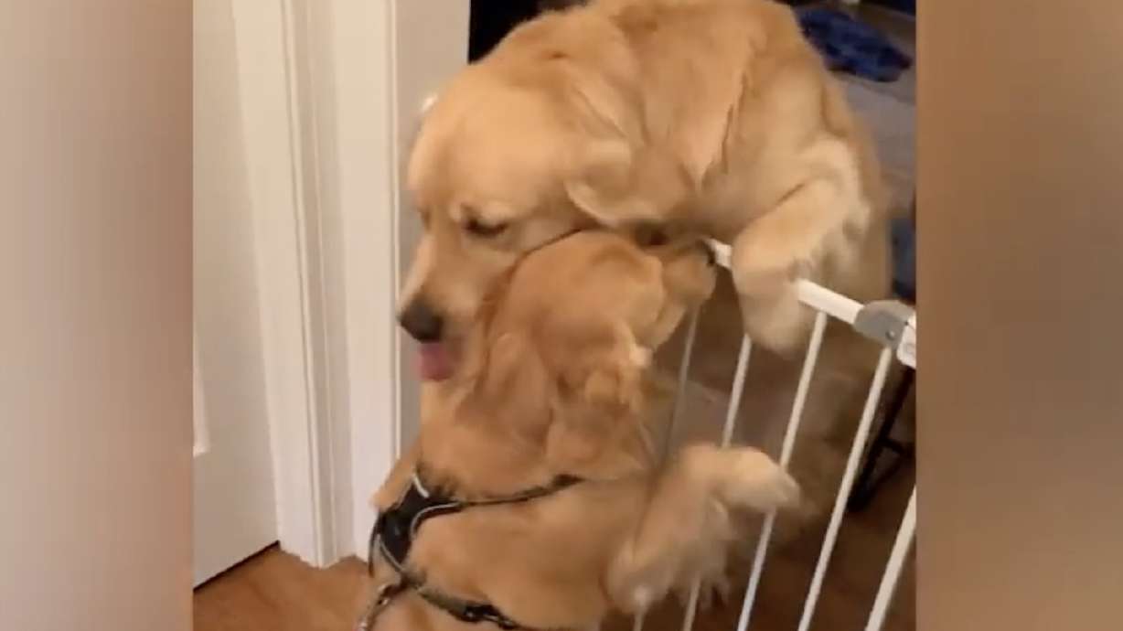 Have You Seen This? Doggy best friends show us our post-coronavirus future