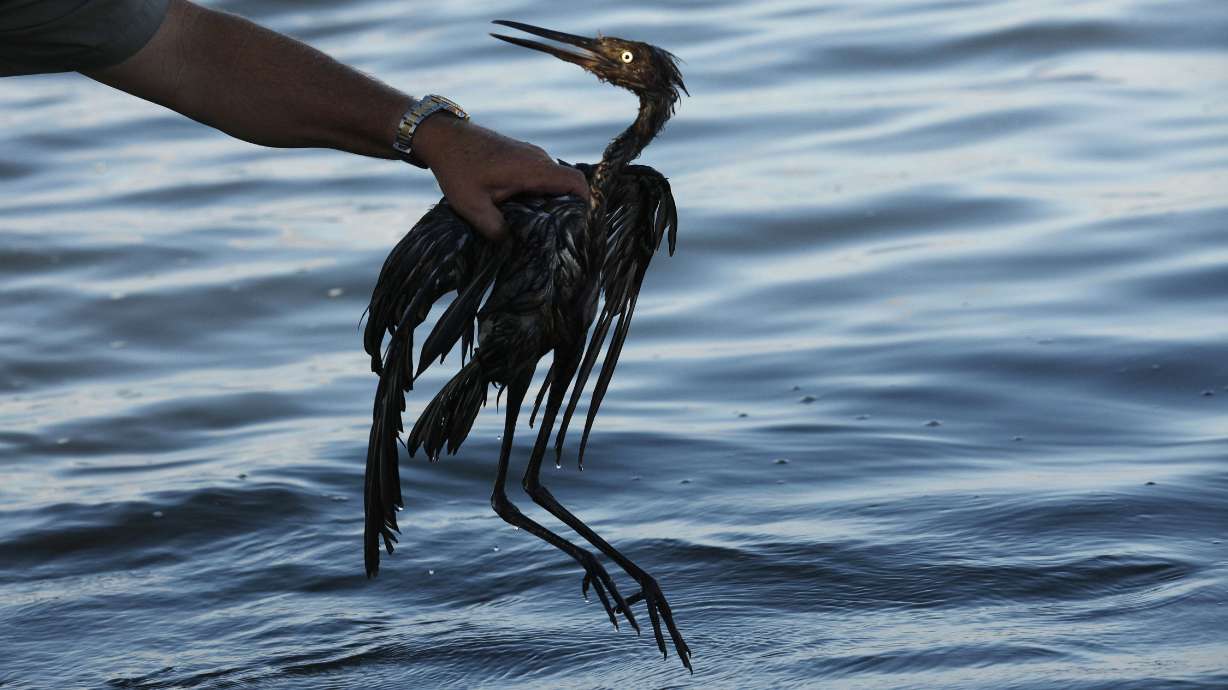 Sparkling waters hide some lasting harm from 2010 oil spill