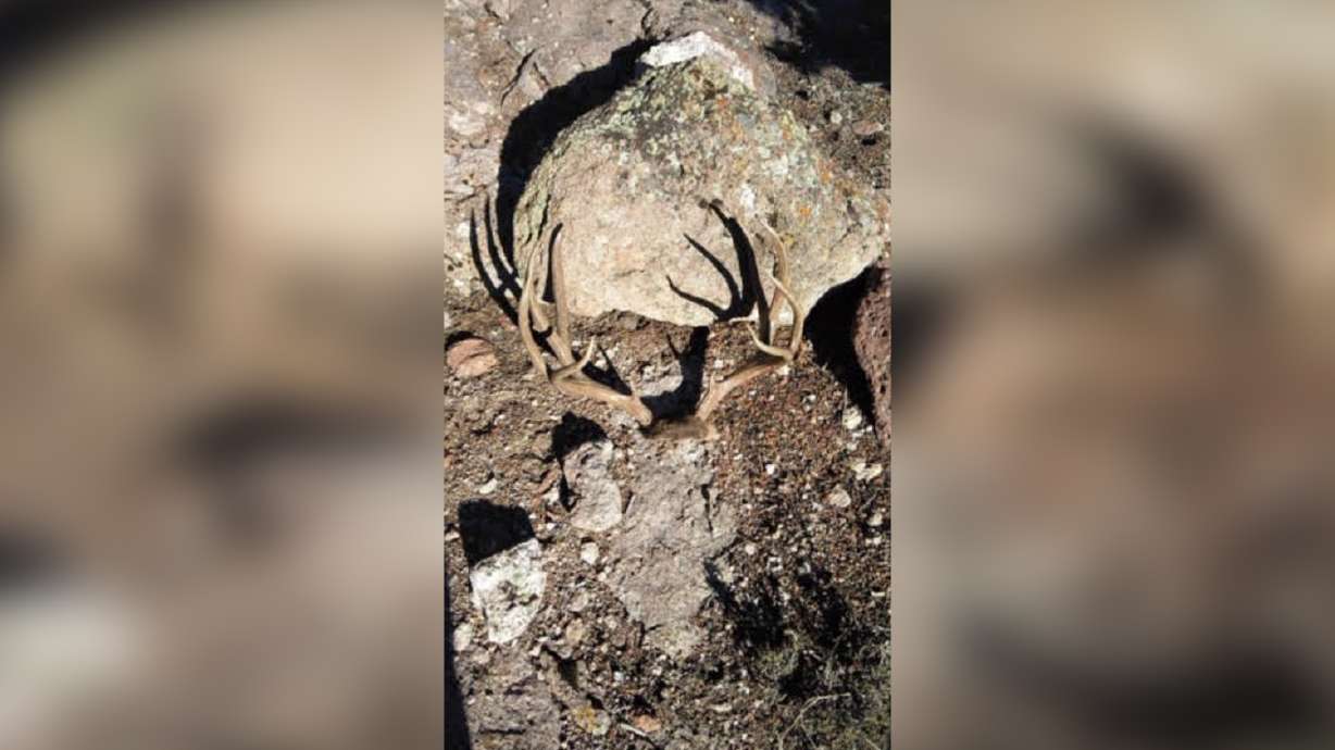 Utah man charged with illegally killing deer, at least 4th to be charged with poaching in state since November