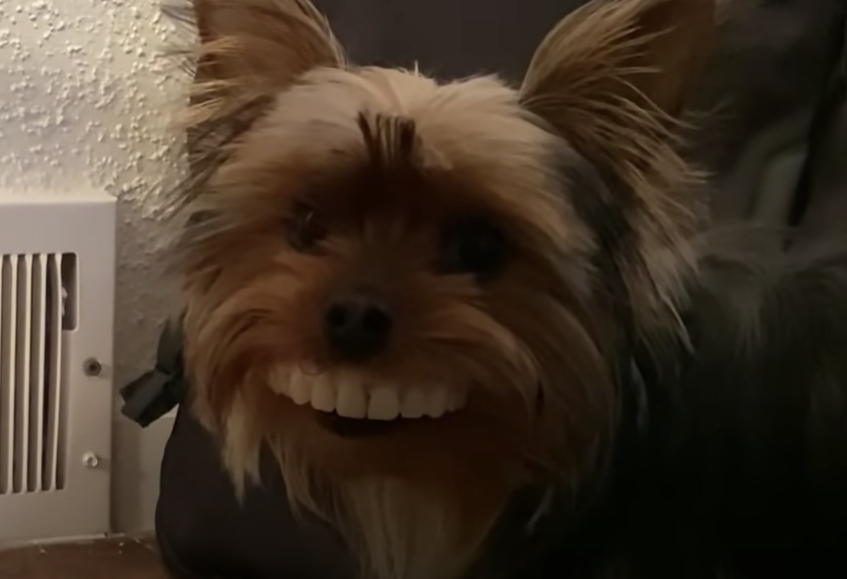 Why Does My Yorkie Snort
