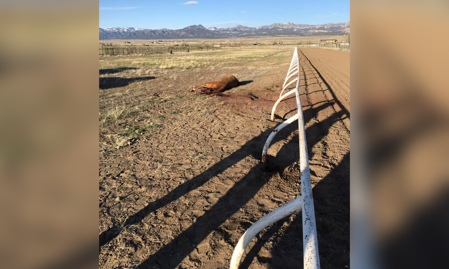 Horse death at Panguitch racetrack raises questions about prairie dog control