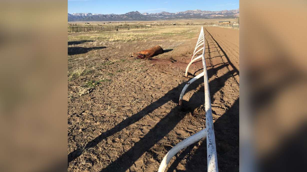 Horse death at Panguitch racetrack raises questions about prairie dog control