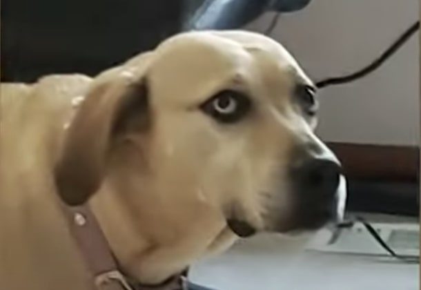 Have You Seen This? Dog can't handle human playing VR