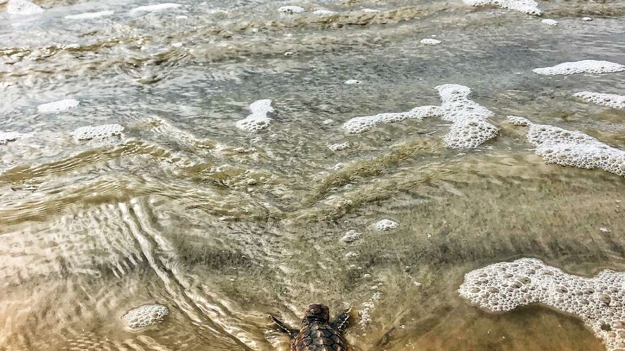 Federally protected sea turtles begin nesting in Georgia