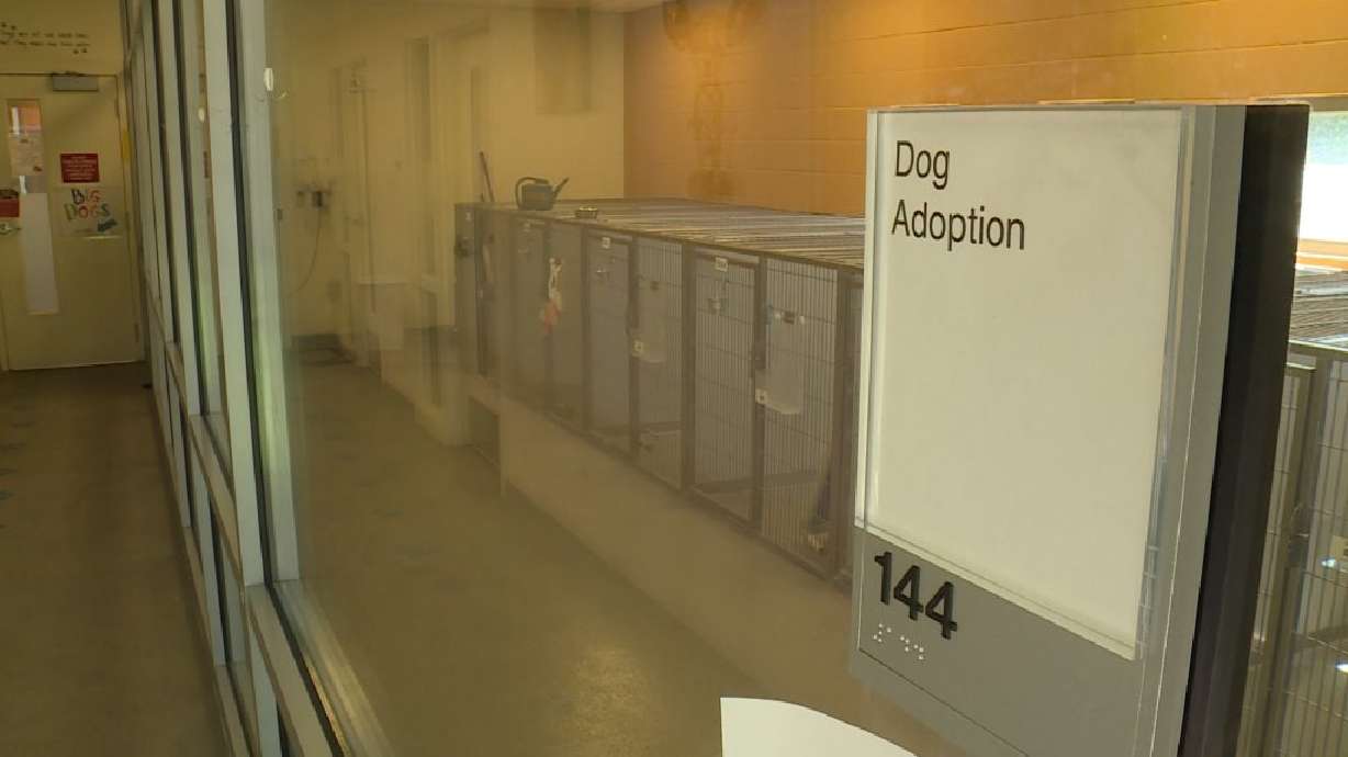 The West Valley Animal Shelter is open by appointment only Thursday, April 30, 2020. (Photo: KSL TV)