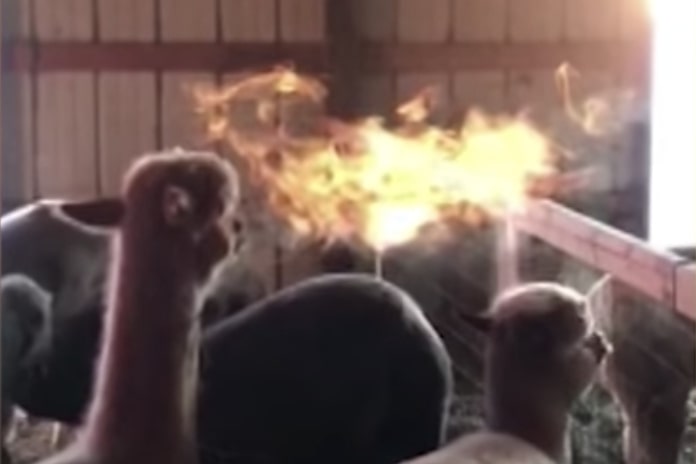 Have You Seen This? Fire-breathing alpacas