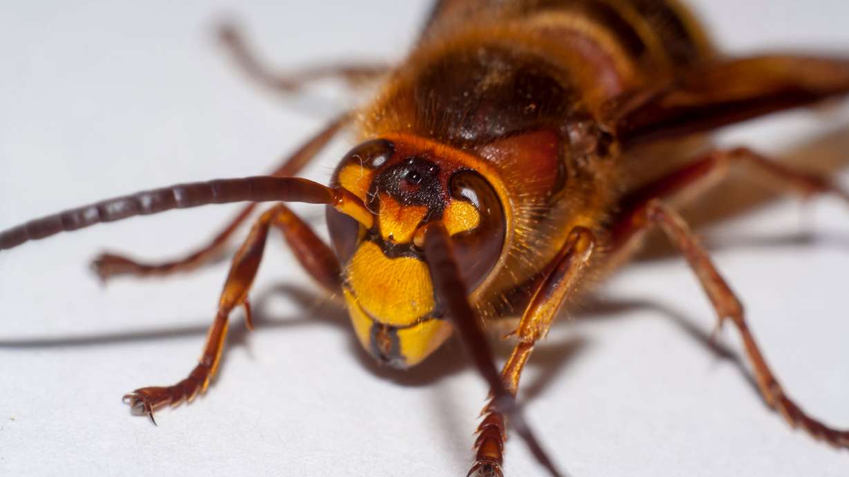Would 'murder hornets' move to Utah? The jury is out