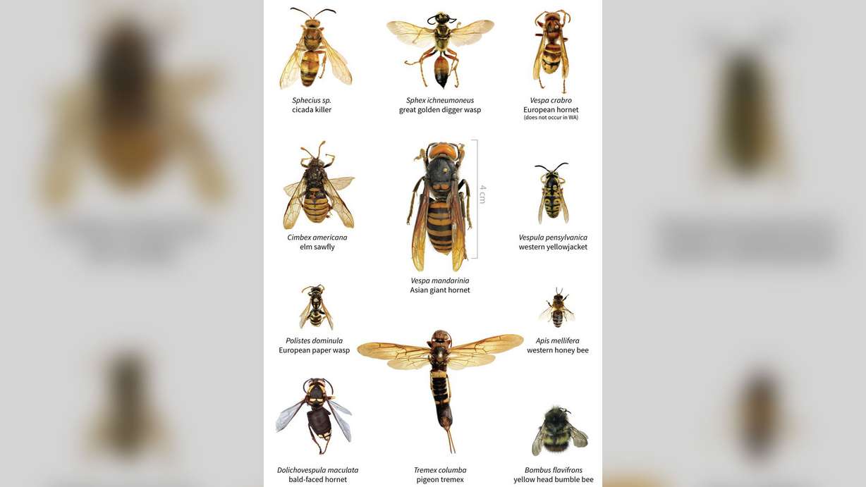 A size comparison of the Asian giant hornet and several other insects. (Photo: Washington State Department of Agriculture)