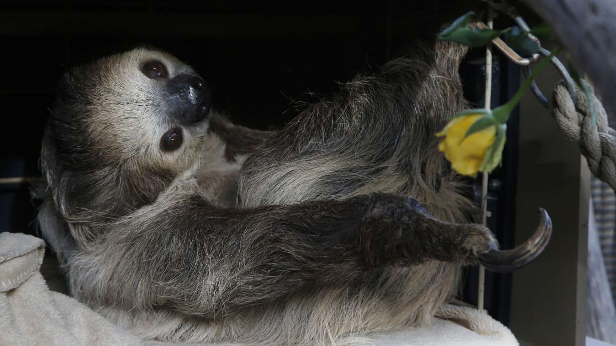 Zoos turn to social media to delight, raise money amid virus