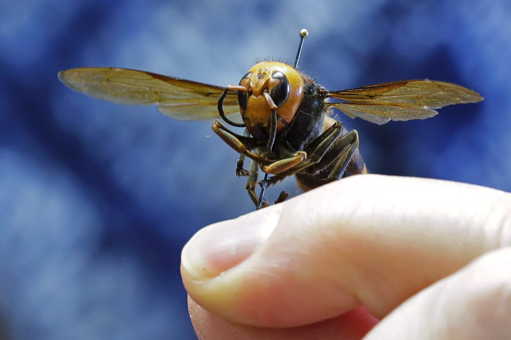 An Asian giant hornet from Japan is held on a pin by Sven Spichiger, an entomologist with the Washington state Dept. of Agriculture, Monday, May 4, 2020, in Olympia, Wash. The insect, which has been found in Washington state, is the world's largest hornet, and has been dubbed the "Murder Hornet" in reference to its appetite for honey bees, and a sting that can be fatal to some people.