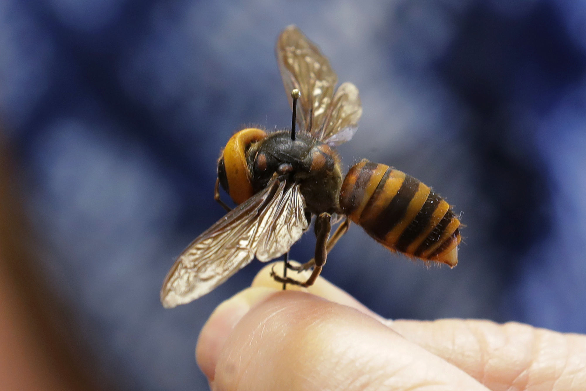 A dead Asian giant hornet sent from Japan is held on a pin by Sven Spichiger, an entomologist with the Washington State Department of Agriculture, May 4, 2020, in Olympia, Wash. The insect, which has been found in Washington state, is the world's largest hornet, and has been dubbed the "Murder Hornet" in reference to its appetite for honey bees, and a sting that can be fatal to some people.
