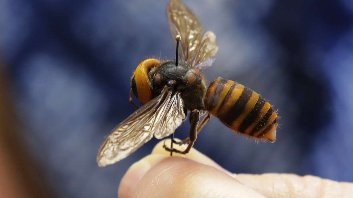 A dead Asian giant hornet sent from Japan is held on a pin by Sven Spichiger, an entomologist with the Washington State Department of Agriculture, May 4, 2020, in Olympia, Wash. The insect, which has been found in Washington state, is the world's largest hornet, and has been dubbed the "Murder Hornet" in reference to its appetite for honey bees, and a sting that can be fatal to some people.