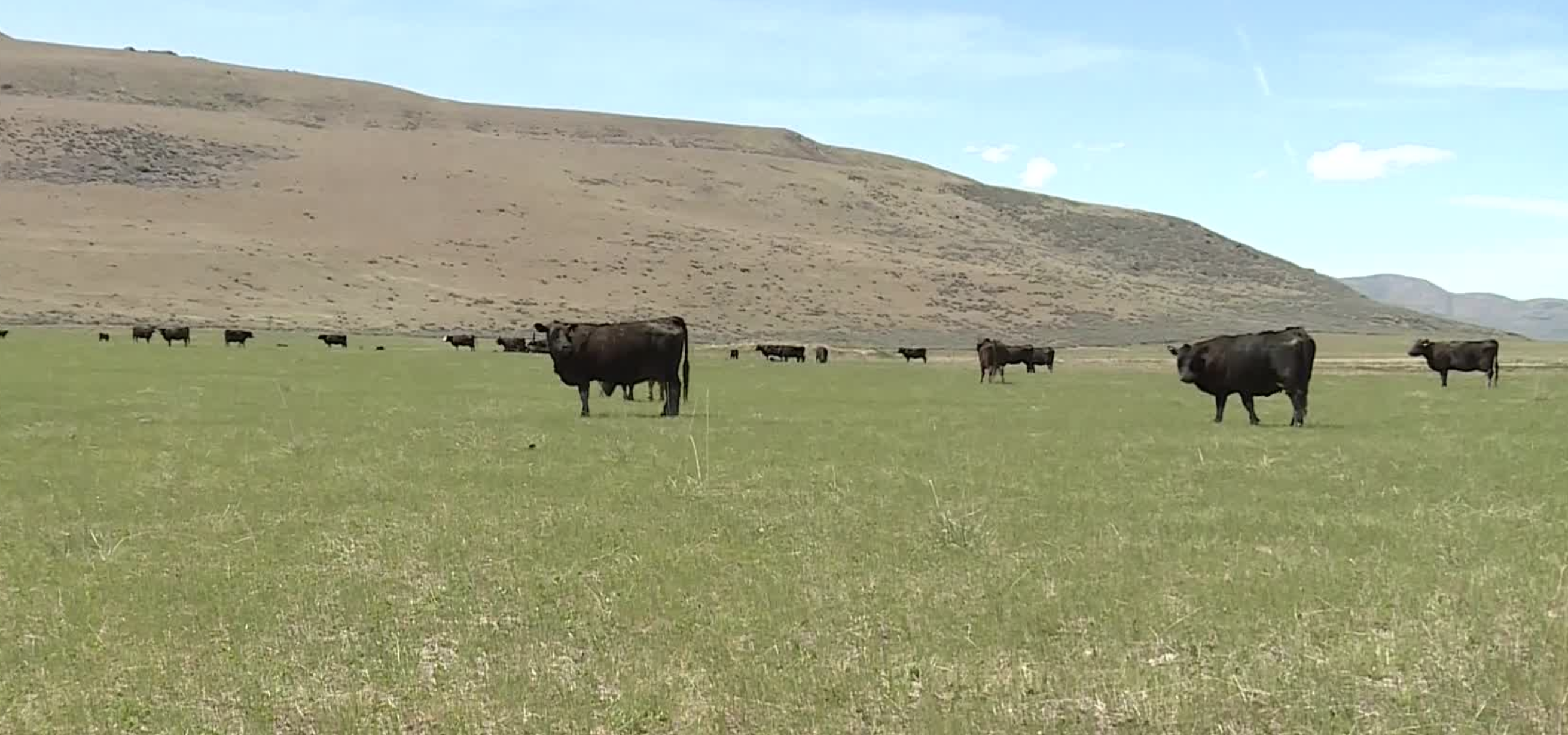Utah ranchers No shortages in meat, beef supply; it's a processing