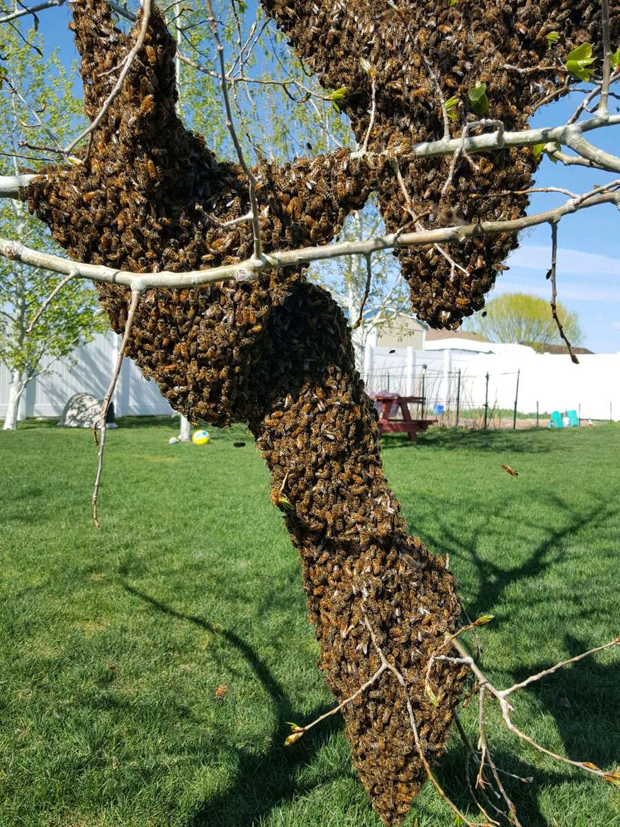 (Photo: Courtesy Arik Durfee via EastIdahoNews)