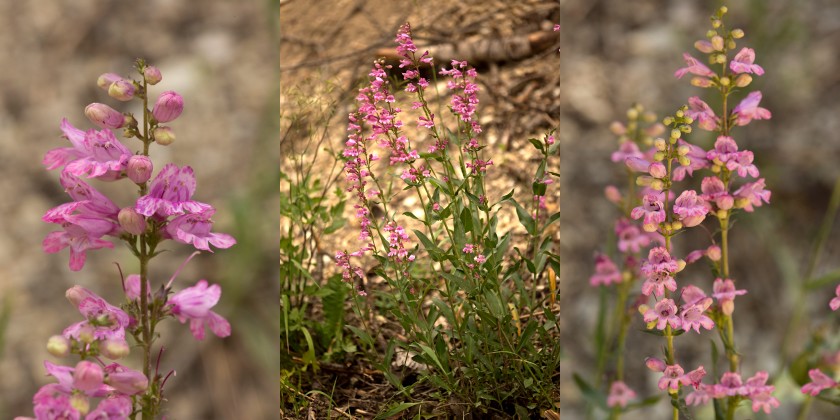 BYU professor seeks to patent newly discovered flower found in central Utah