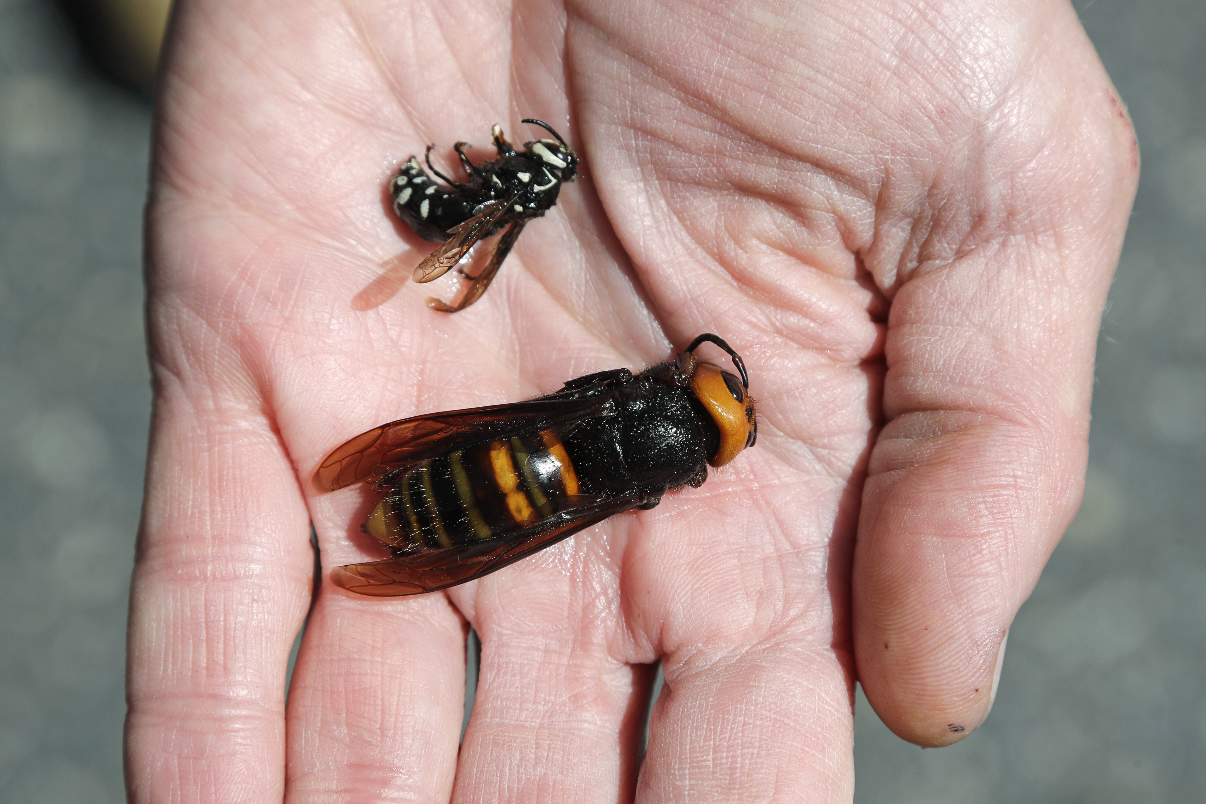 Washington State Department of Agriculture entomologist Chris Looney displays a dead Asian giant hornet, bottom, a sample brought in for research, next to a native bald-faced hornet collected in a trap, Thursday, May 7, 2020, in Blaine, Wash. The new Asian hornets that have been found in Washington state may be deadly to honeybees, but bug experts say the Asian giant hornet is not a big threat to people. (AP Photo/Elaine Thompson, Pool)