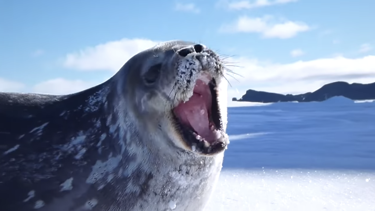 Have You Seen This? Seals 'singing' Seal is the gift we all need right now