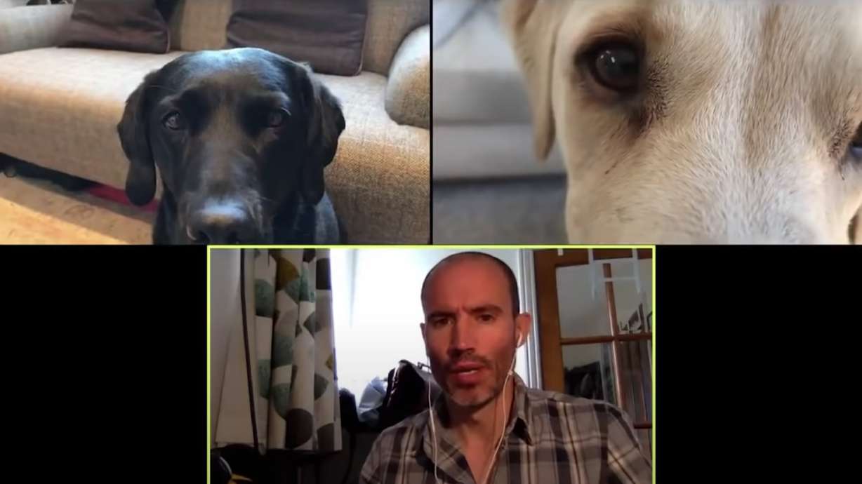Have You Seen This? BBC sports commentator holds intense work meetings with his dogs