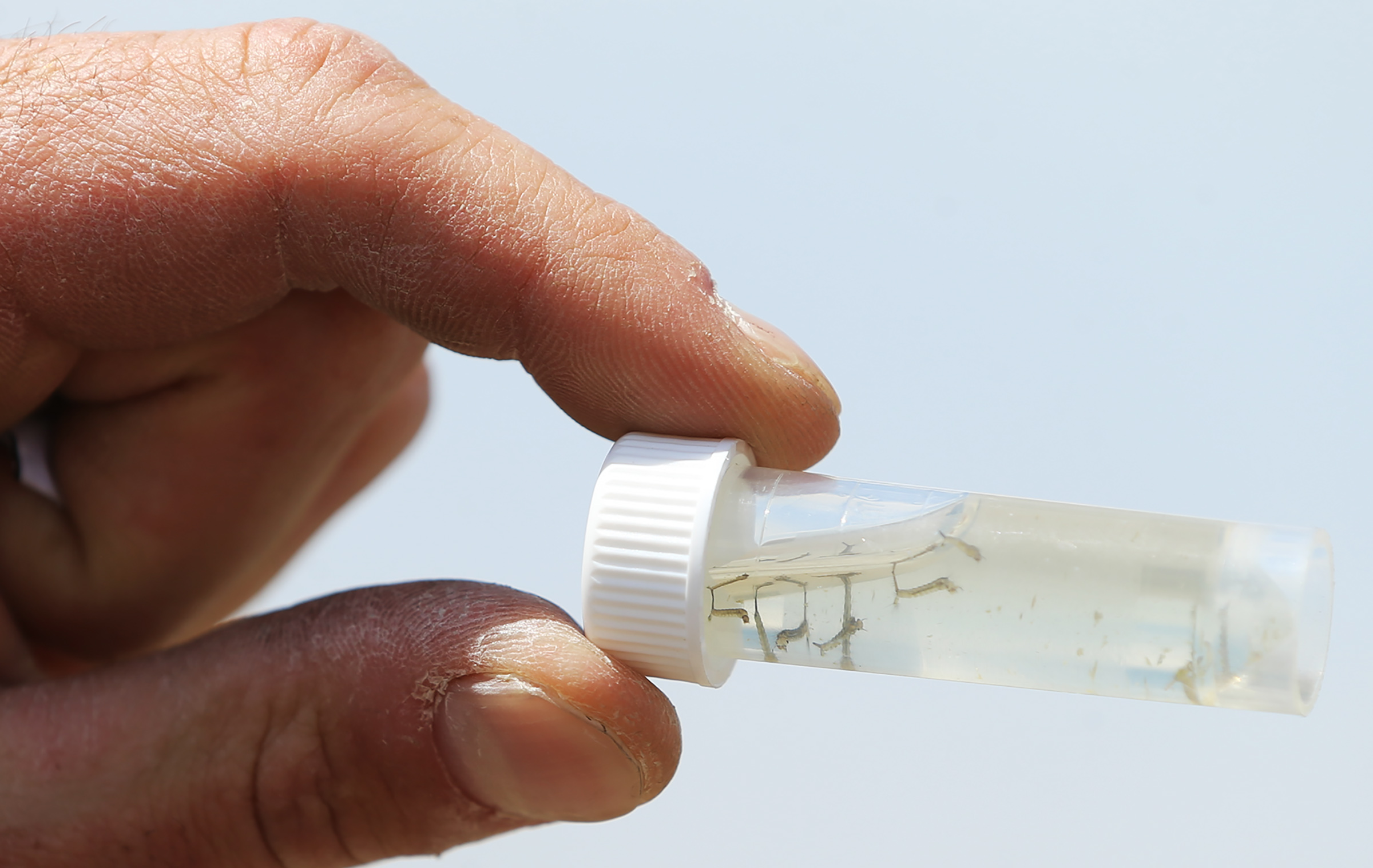 Quinten Salt, rural field supervisor with the Salt Lake City Mosquito Abatement District, holds a vile of mosquito larva as abatement employees spread larvicide at the Rudy Duck Club in North Salt Lake on Monday, May 11, 2020. (Scott G Winterton, KSL)