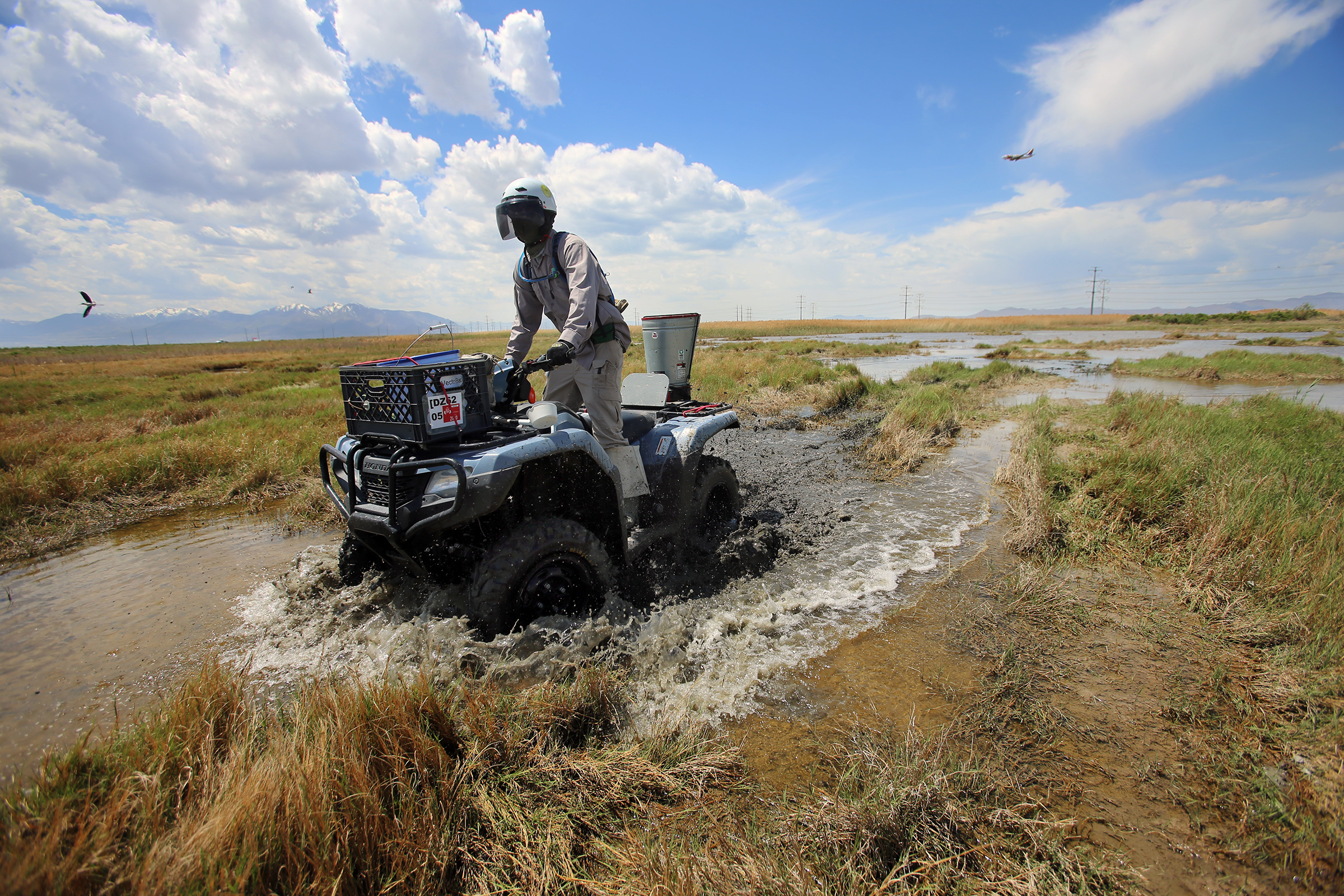 Despite the media buzzing around the murder hornet, experts say we’re focused on the wrong winged insect