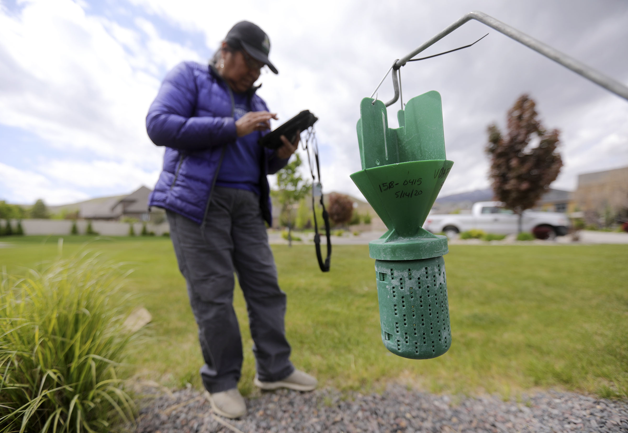 State insect trappers on the hunt for the destructive Japanese beetle