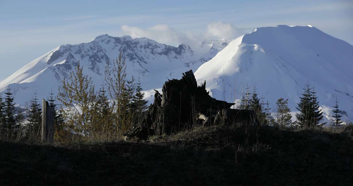 A tree stump sits in front of Mount St. Helens in Washington on May 7, 2010.